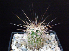 Echinocereus polyacanthus.JPG