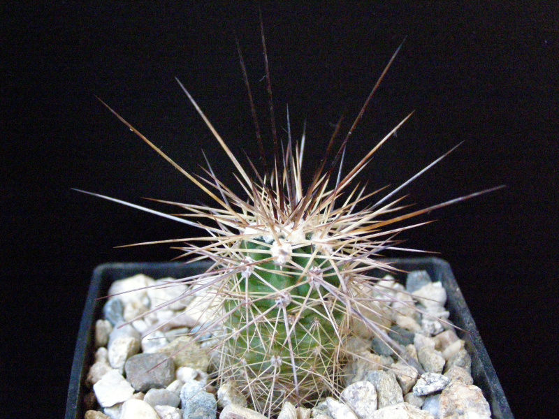 Файл:Echinocereus polyacanthus.JPG