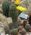 Echinopsis aurea ssp. fallax.jpg