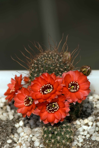 Файл:Echinopsis saltensis ssp. saltensis.jpg