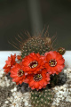 Echinopsis saltensis ssp. saltensis