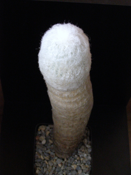 Файл:Espostoa melanostele ssp. nana.JPG