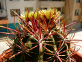 Ferocactus viridescens 2.jpg