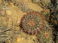 Ferocactus viridescens 4.JPG