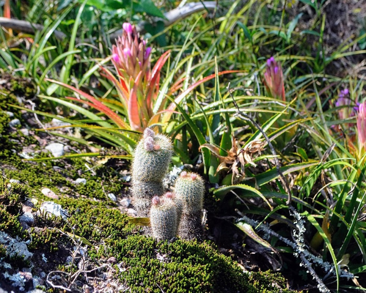 Файл:Frailea gracillima 3.jpg