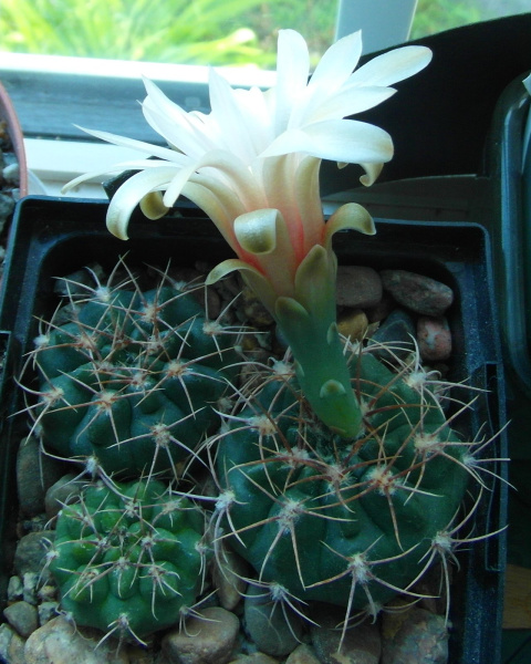 Файл:Gymnocalycium fischeri.jpg