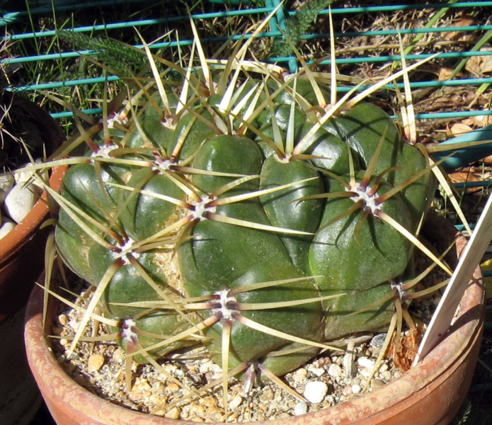 Файл:Gymnocalycium monvillei ssp. monvillei 4.JPG