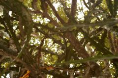 Hylocereus calcaratus 1.jpg