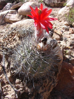 Oreocereus hempelianus 1.jpg