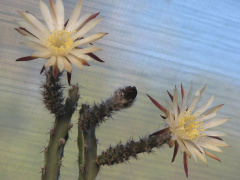 Peniocereus marianus 1.jpeg