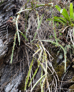 Pfeiffera paranganiensis 3.jpg