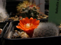 Rebutia fiebrigii 5.jpg