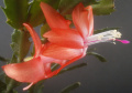 Schlumbergera, култивар