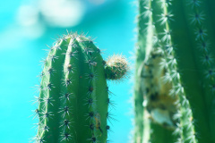 Stenocereus chacalapensis.jpeg