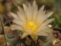 Thelocactus multicephalus 2.jpg