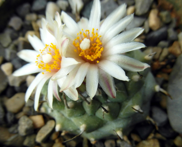 Файл:Turbinicarpus schmiedickeanus ssp. schwarzii 2.jpg