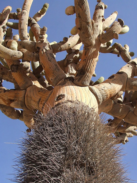 Файл:Browningia candelaris ssp. candelaris 4.JPG