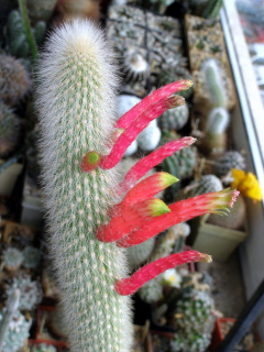 Cleistocactus vulpis-cauda.jpg