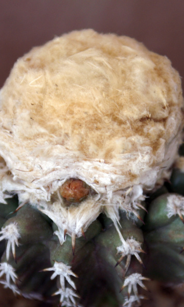 Файл:Discocactus horstii.jpg