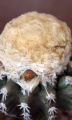 Discocactus horstii
