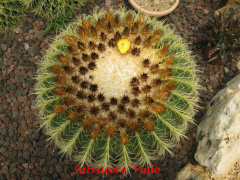 Echinocactus grusonii 10.jpg