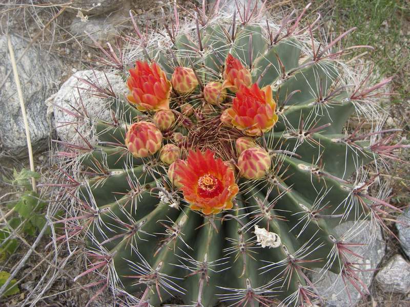 Файл:Ferocactus wislizeni h.jpg