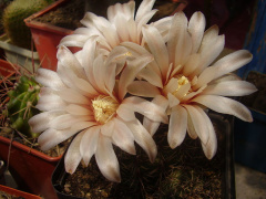 Gymnocalycium erinaceum.jpg