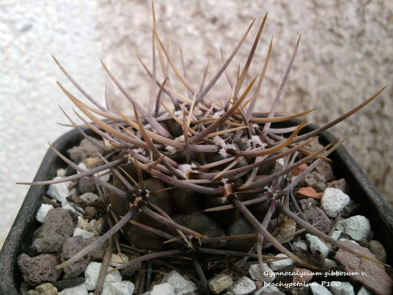 Файл:Gymnocalycium gibbosum ssp. gibbosum 25.jpg