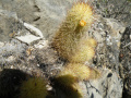 Mammillaria elongata ssp. echinaria 1.jpg