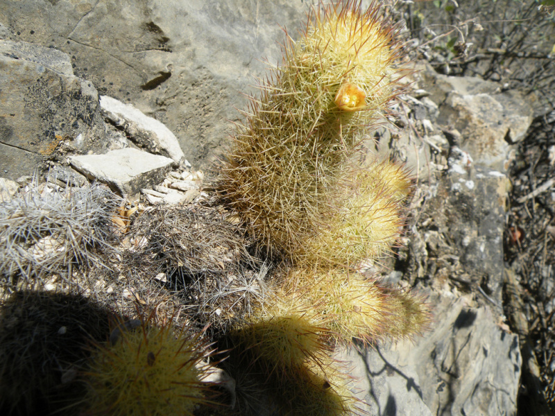 Файл:Mammillaria elongata ssp. echinaria 1.jpg