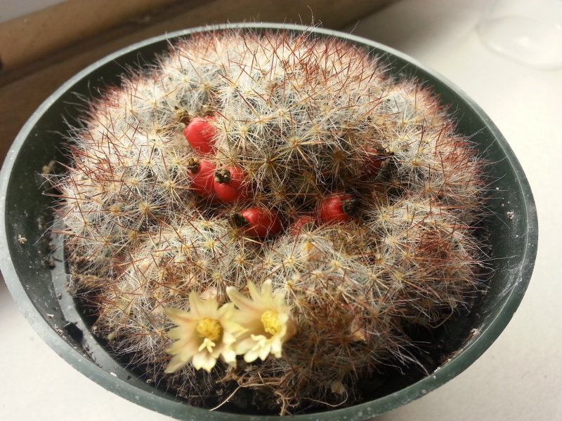Файл:Mammillaria prolifera ssp. texana.jpg
