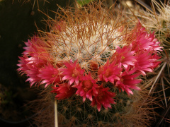 Mammillaria rekoi ssp. leptacantha.jpg