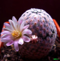 Mammillaria sanchez-mejoradae 2.jpg