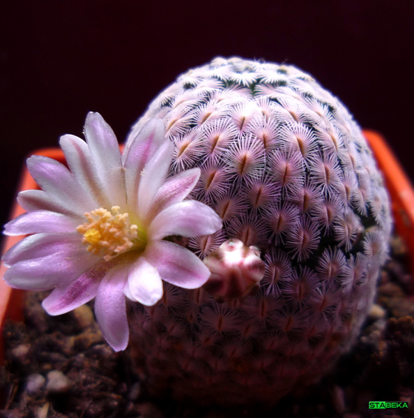 Файл:Mammillaria sanchez-mejoradae 2.jpg