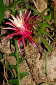 Selenicereus anthonyanus 0h.jpg