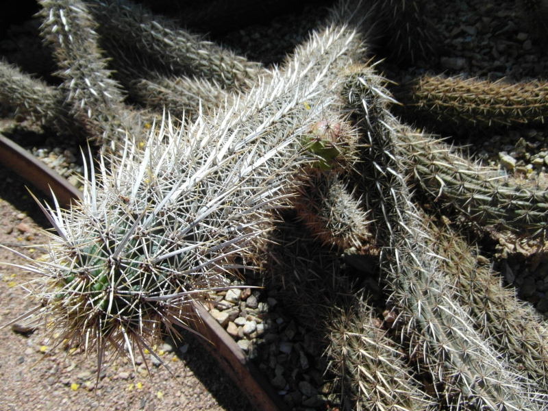 Файл:Stenocereus eruca 3.JPG