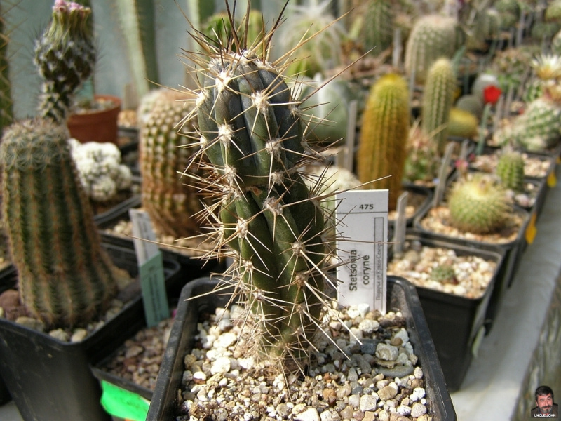 Файл:Stetsonia coryne 1.jpg