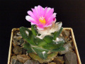 Ariocarpus bravoanus ssp. bravoanus 2.JPG