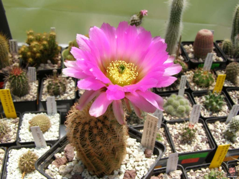 Файл:Echinocereus reichenbachii ssp. baileyi 4.jpg