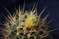 Ferocactus alamosanus ssp. reppenhagenii 2.jpg