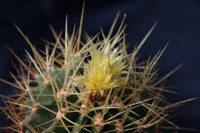 Файл:Ferocactus alamosanus ssp. reppenhagenii 2.jpg