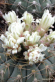 Gymnocalycium bayrianum 3.jpg