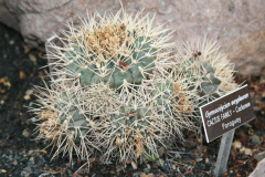 Gymnocalycium eurypleurum 01.jpg