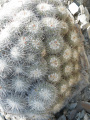 Mammillaria parkinsonii 9h.jpg