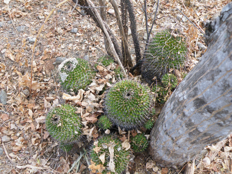 Файл:Mammillaria polyedra h2.jpg