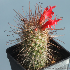 Mammillaria pondii 17087.jpg