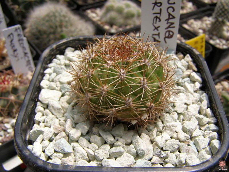 Файл:Matucana intertexta.jpg