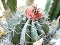 Melocactus zehntneri