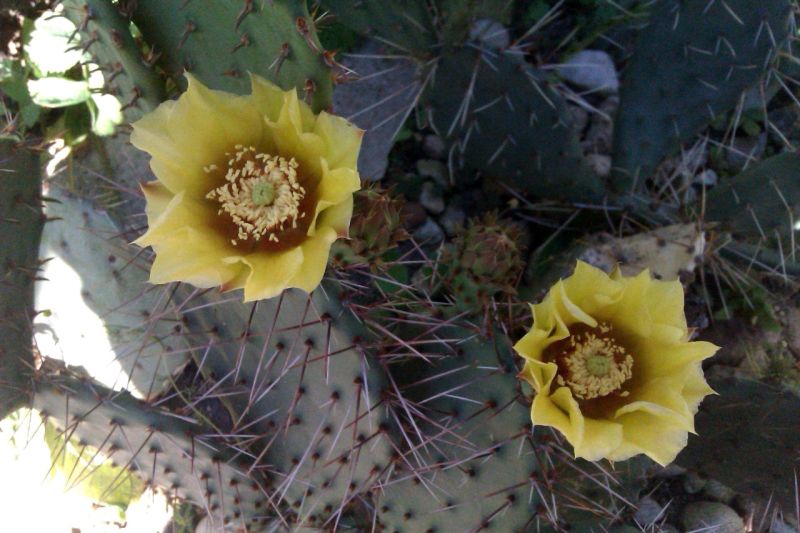 Файл:Opuntia aureispina 3.jpg