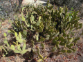 Opuntia microdasys 7.JPG